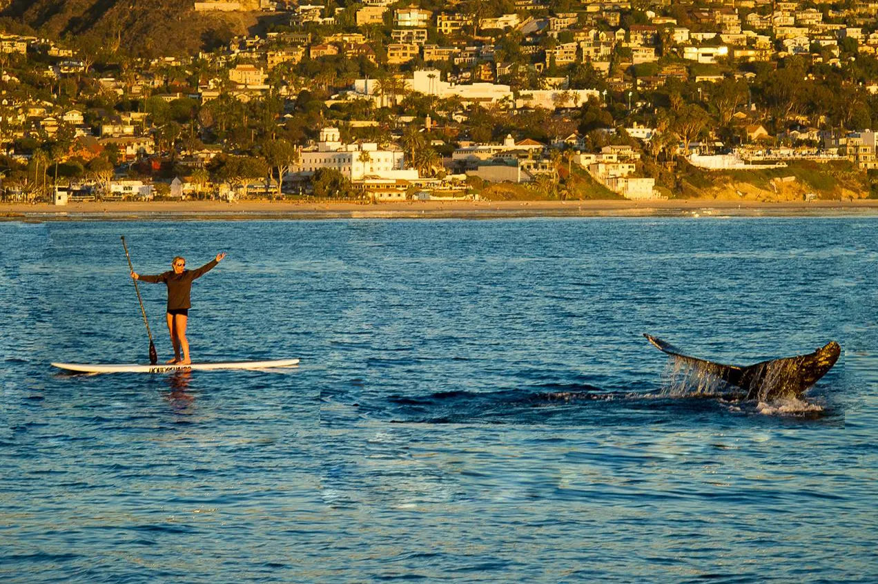 Paddle Boarding Los Angeles: 15 Best Places